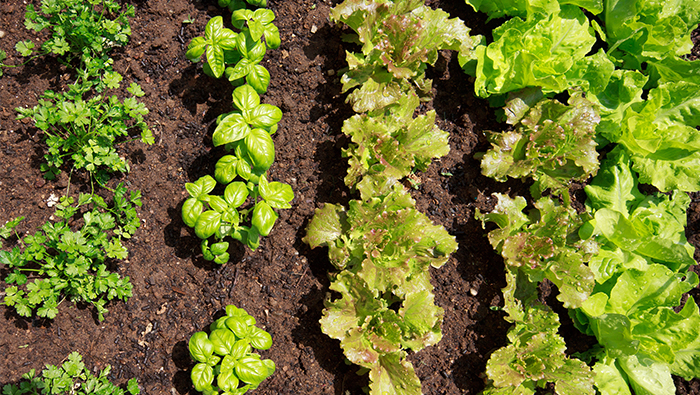 Produce