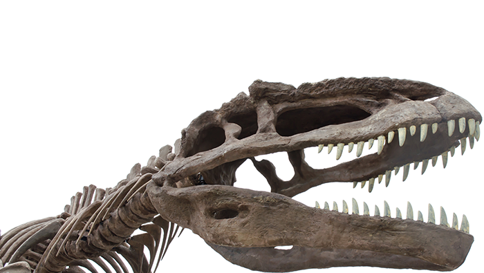 Dinosaur