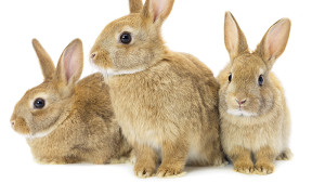 Bunny