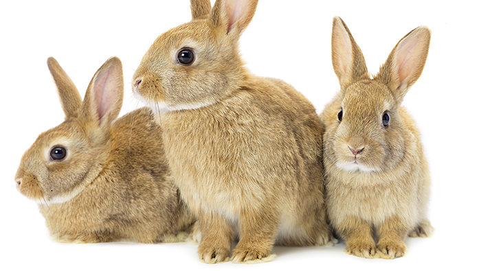 Bunny